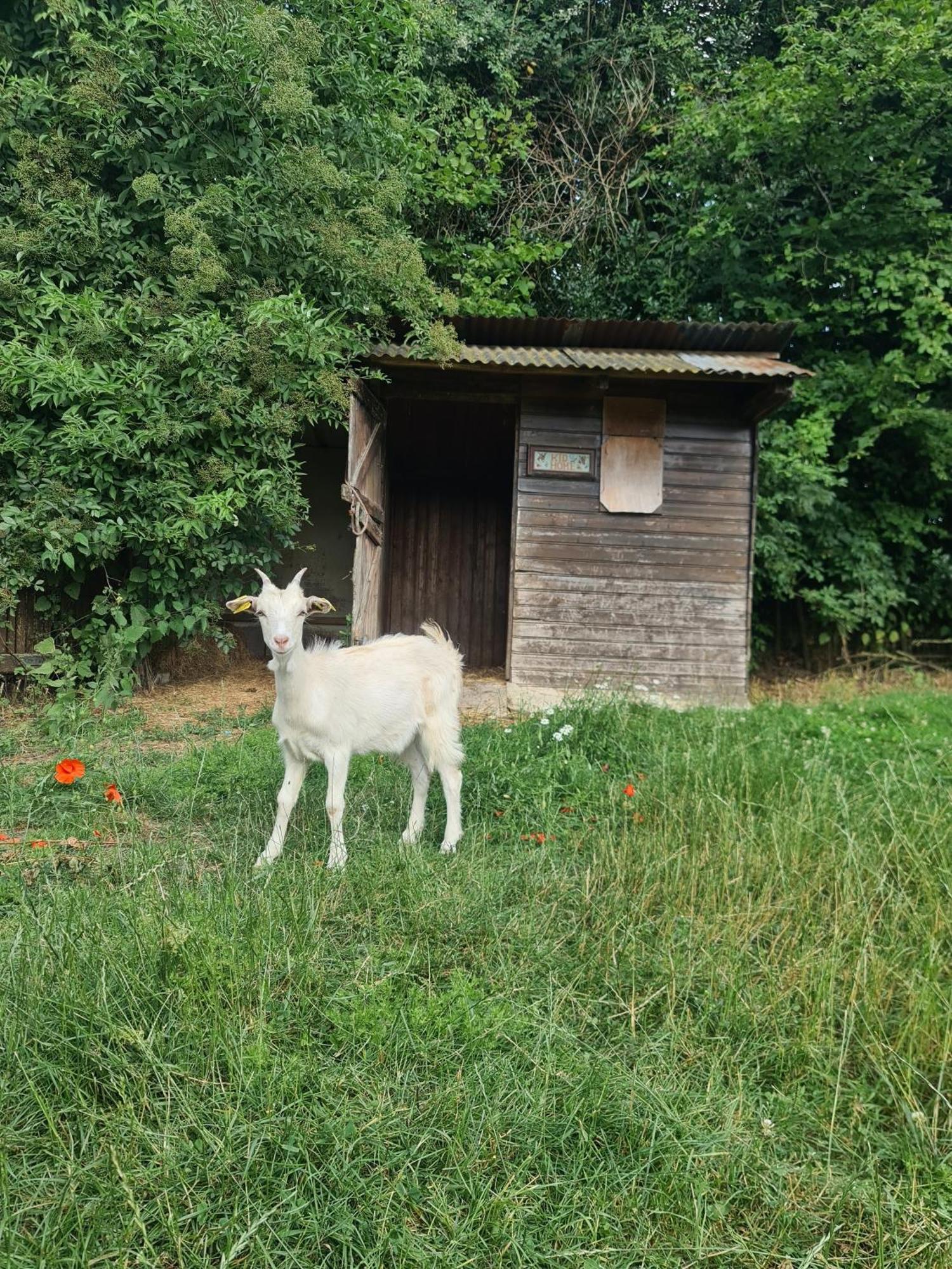 Chambre A La Ferme, Les Vergers Du Muscardin Breel Luaran gambar